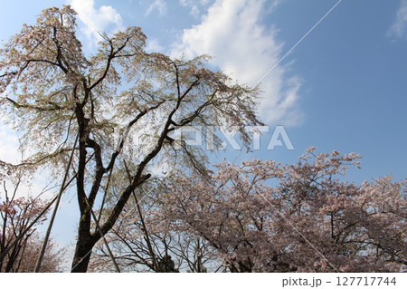 青空に映える満開の桜 青空に映える満開の桜 127717744
