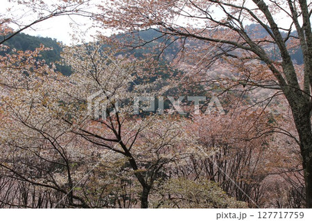 吉野山の中にある桜 127717759