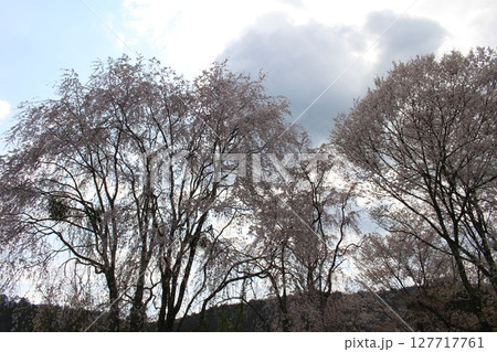 雲と桜 雲と桜 127717761