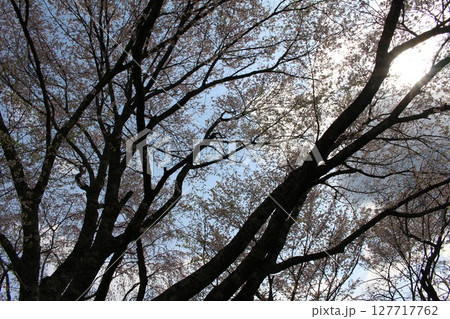 見上げる桜 見上げる桜 127717762