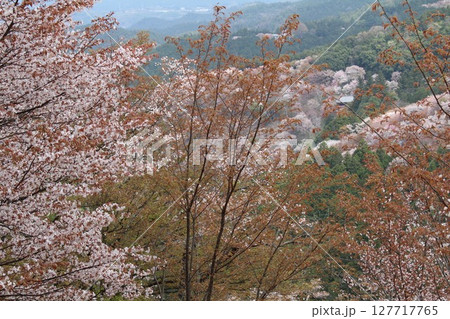 吉野山に咲く桜 127717765