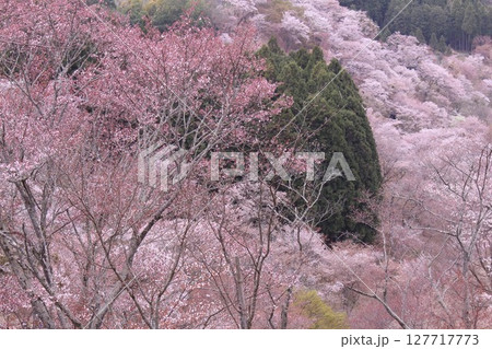桜の花が咲き乱れる吉野山 127717773
