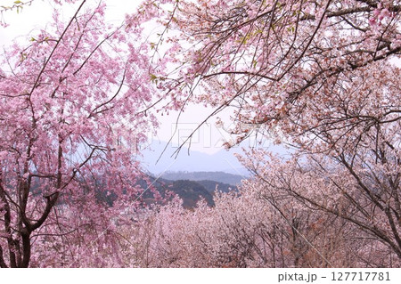 吉野山に咲く桜 127717781