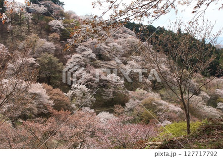 吉野山に咲く桜 吉野山に咲く桜 127717792