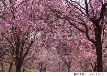 吉野山に咲く桜 127717798
