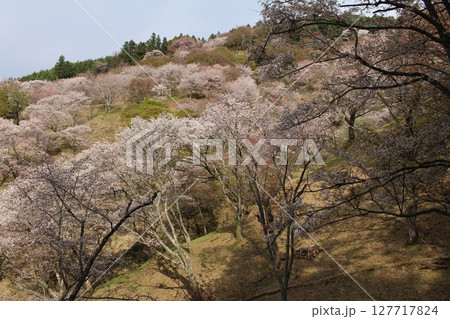 吉野山の斜面に咲く桜 127717824