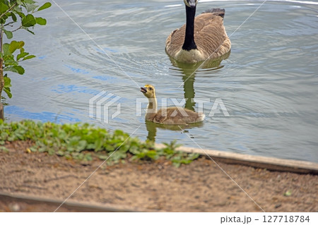 Canada goose standing on riverside path 127718784