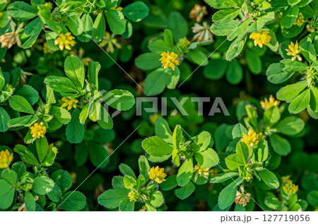 コメツブツメクサの黄色い花 コメツブツメクサの黄色い花 127719056