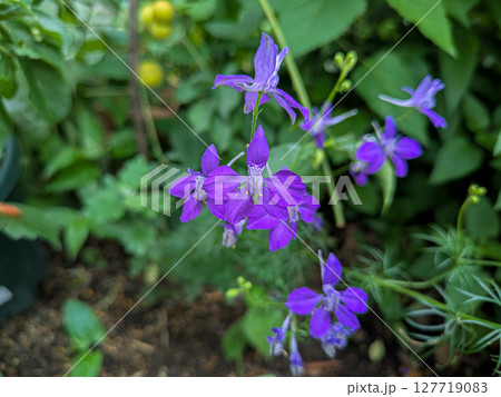 飛燕草の青い花 飛燕草の青い花 127719083