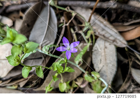 ヒナキキョウソウの紫色の花 127719085