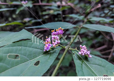 ムラサキシキブの紫色の小さな花 127719090