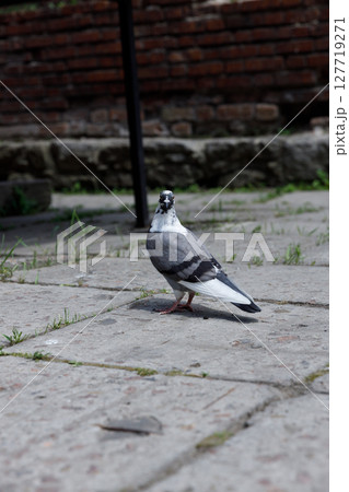 A Stylish Pigeon Stands on Cobblestones Amidst Lush Greenery and Old Brick Walls in Urban Setting Under Gentle Sunlight 127719271