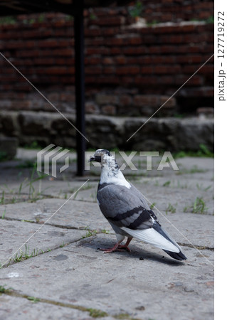 A Majestic Pigeon Standing Gracefully on a Cobblestone Surface Surrounded by Lush Green Grass and Historical Brick Walls in a Serene Outdoor Setting 127719272