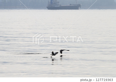 海面を飛ぶ鳥 127719363