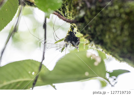 ザトウムシ クモによく似ている足の長い虫 ザトウムシ クモによく似ている足の長い虫 127719710