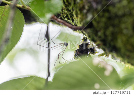ザトウムシ クモによく似ている足の長い虫 ザトウムシ クモによく似ている足の長い虫 127719711