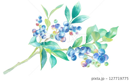 枝に実ったブルーベリーの水彩イラスト。 127719775