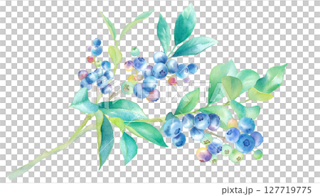 Watercolor illustration of blueberries on a branch. 127719775