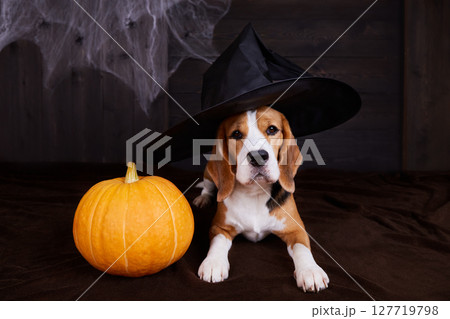 A beagle dog in a witch's hat. Halloween Holiday A beagle dog in a witch's hat. Halloween Holiday 127719798
