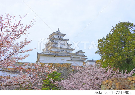 兵庫県姫路市、満開の桜と姫路城の風景 兵庫県姫路市、満開の桜と姫路城の風景 127719906