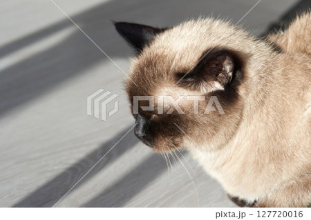 Sleeping siamese cat relaxing in sunlit room with soft beige fur and dark ears Sleeping siamese cat relaxing in sunlit room with soft beige fur and dark ears 127720016