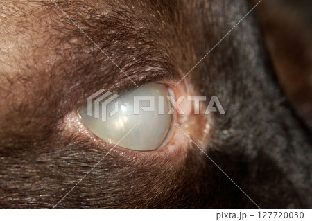 Close-up of a blind goat's eye showing cataract and detailed fur texture 127720030