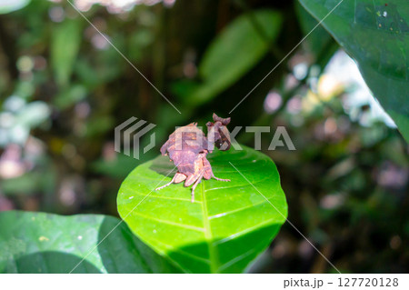 Leaf mimic praying mantis in Cuyabeno rainforest, Ecuador 127720128