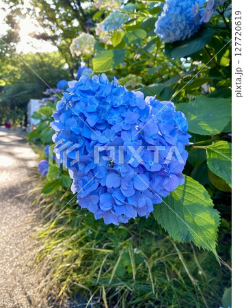 公園に咲く大きな青い紫陽花 公園に咲く大きな青い紫陽花 127720619
