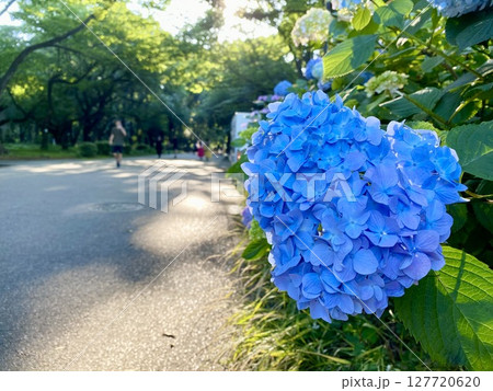 道路沿いに咲く大きな青い紫陽花 道路沿いに咲く大きな青い紫陽花 127720620