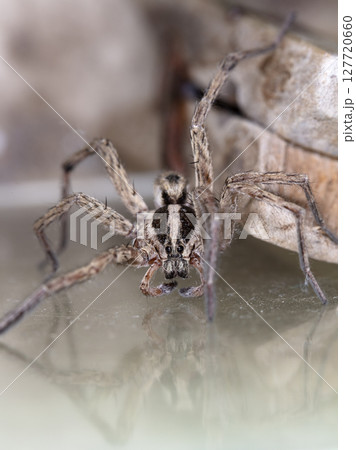 picture of a live spider, an insect picture of a live spider, an insect 127720660