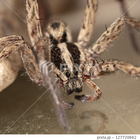 picture of a live spider, an insect 127720662