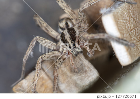 picture of a live spider, an insect picture of a live spider, an insect 127720671