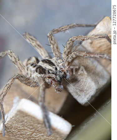 picture of a live spider, an insect picture of a live spider, an insect 127720675