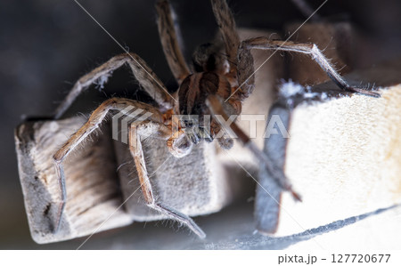 picture of a live spider, an insect picture of a live spider, an insect 127720677