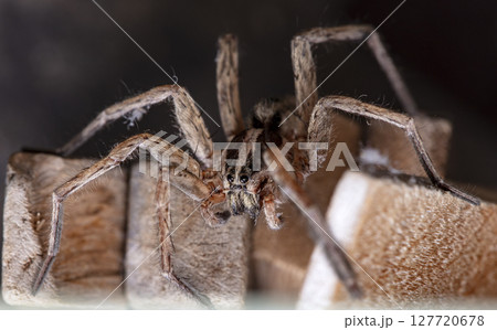 picture of a live spider, an insect picture of a live spider, an insect 127720678