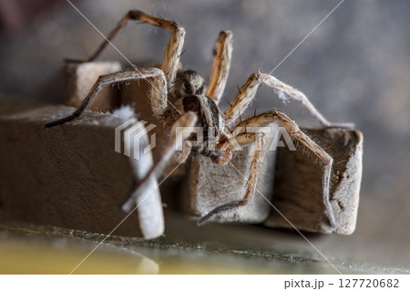 picture of a live spider, an insect 127720682