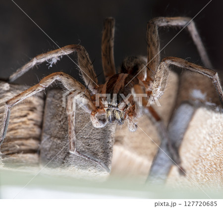 picture of a live spider, an insect picture of a live spider, an insect 127720685