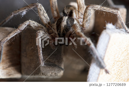 picture of a live spider, an insect 127720689