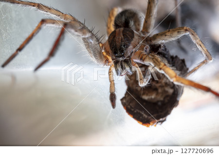 picture of a live spider, an insect 127720696