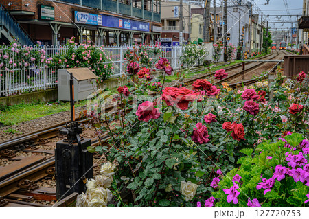 薔薇と電車（都電荒川線三ノ輪橋停留場） 127720753