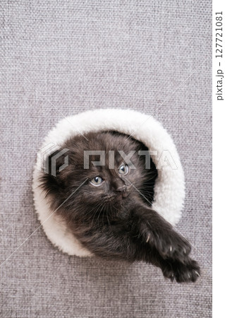 Fluffy black kitten with gray eyes looks out from a round white furry hole on a gray fabric background 127721081