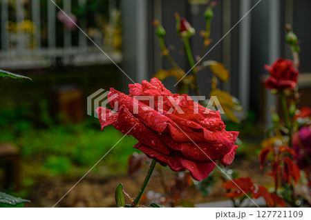 薔薇(都電荒川線三ノ輪橋停留場) 薔薇(都電荒川線三ノ輪橋停留場) 127721109