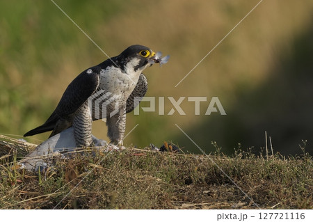 獲物を食うハヤブサ 獲物を食うハヤブサ 127721116