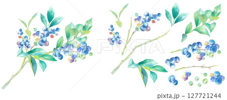 枝に実ったブルーベリーの水彩イラスト。構成要素のパーツセット。 枝に実ったブルーベリーの水彩イラスト。構成要素のパーツセット。 127721244