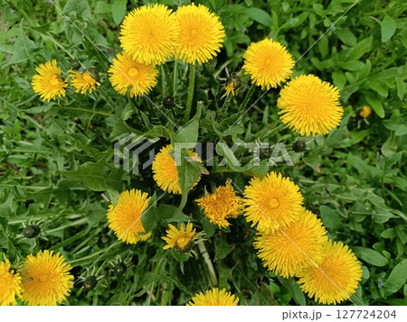 Field of yellow dandelions Field of yellow dandelions 127724204