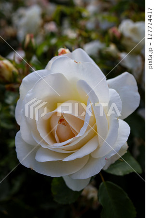 Elegant white rose in full bloom showcasing soft delicate petals and a creamy center, symbolizing natural beauty, purity, and serenity Elegant white rose in full bloom showcasing soft delicate petals and a creamy center, symbolizing natural beauty, purity, and serenity 127724417