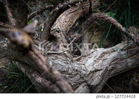 Gnarled tree roots displaying rough textured bark and intricate patterns, creating a robust natural background, symbolizing organic growth and enduring resilience Gnarled tree roots displaying rough textured bark and intricate patterns, creating a robust natural background, symbolizing organic growth and enduring resilience 127724428