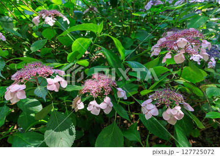 満開のガクアジサイ 127725072