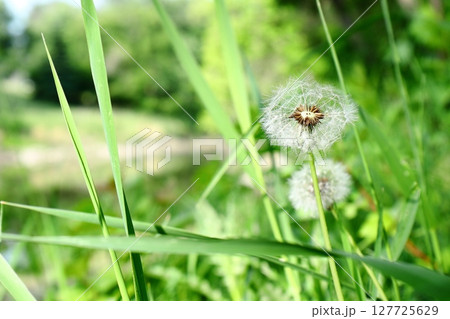 Dandelions on a background of green plants sunny day 127725629