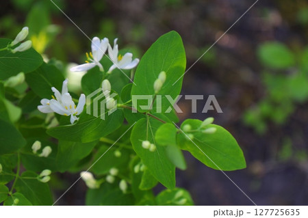 White honeysuckle flowers among green leaves 127725635